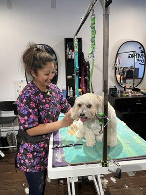 Maryanne grooming our dog name Chewee.  Maryanne always does a profession grooming job.