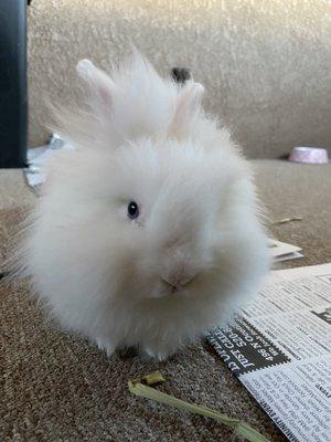 Sage (lionhead; 4mo)