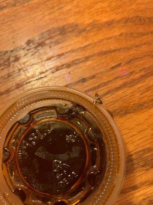 Dead bug on top of sauce cup. The head is severed on the side of the top. The smashed body is on the lid.