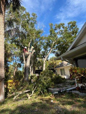 Need tree removal call Sanchez any time 3215075811