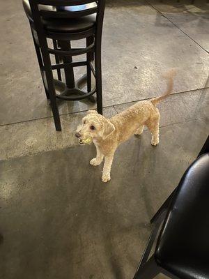 The pub pup.  Super friendly and lovable!