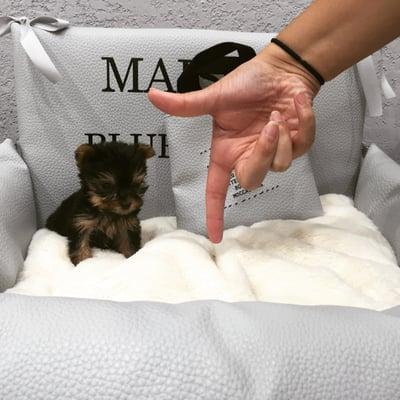 Micro Tiny Teacup Yorkie For Sale