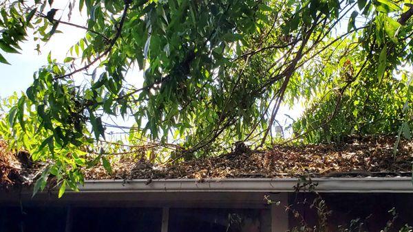 Trimming of limbs on the roof. Limbs and leaves removed. They have a great truck that grinds up the debris. Glez Tree Trimming.