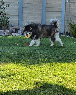 Mikka our Malamute after her major surgery.