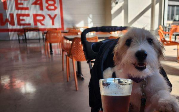 Dog friendly Happy Hour