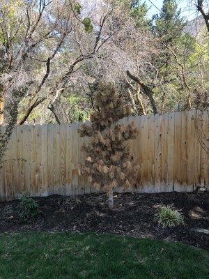 Cottonwood Landscapes Pine - dead within 8 months.  No replacement.