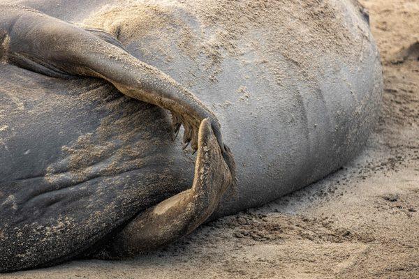 Año Nuevo Elephant Seal Tours