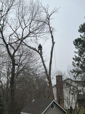 Standing on dead Ash tree, planning next move