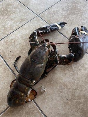 Huge alive lobster