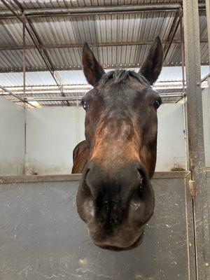 Always happy horses at Windsor!!