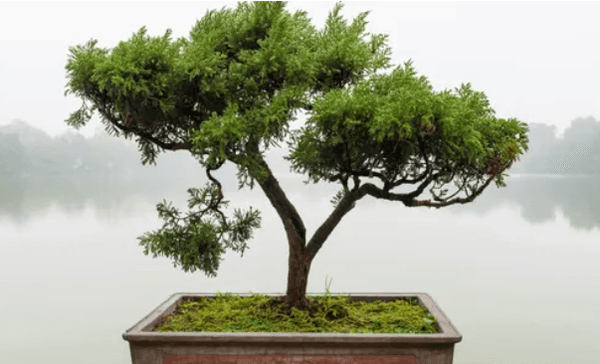 Signature Bonsai