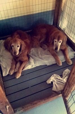 Liz and Midas, best friends from 2 clients.  They would usually stay the same days and would often sneak into each others kennel.