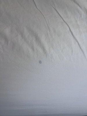 Bed bug stain