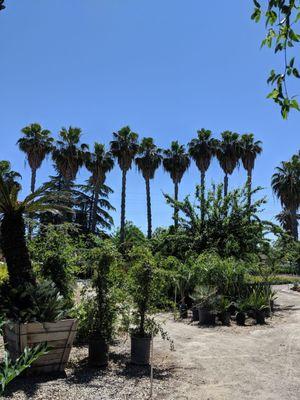 Champagne Landscaping Nursery