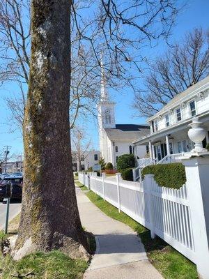 Old charm of the town with a over 200 year old tree