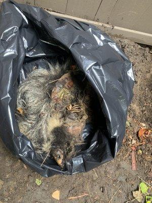 Deceased animal removal