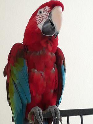 Suzy, a greenwing macaw got to visit Dr. Brian this morning.  She's very pleased with her results.