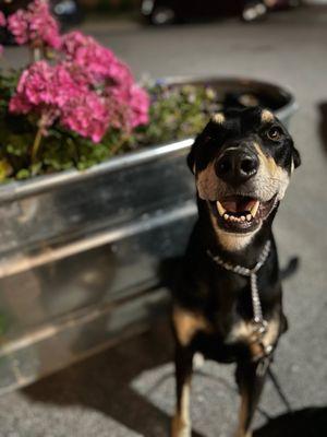 Pups allowed outside!