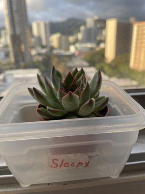 Sleepy, my new mini succulent baby :))