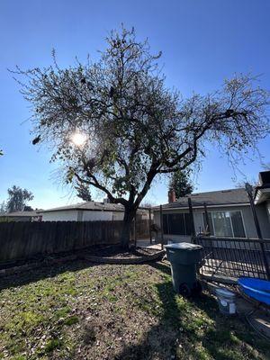 Backyard pic of tree before removal.