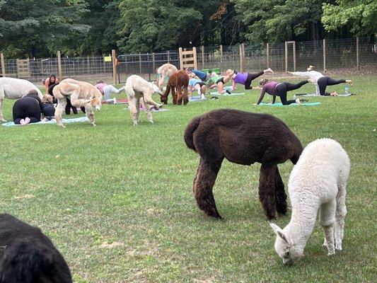 Northern Blessings Alpacas