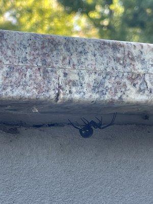 Black widows are the new residents