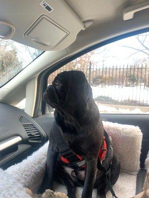 Beans, waiting to go into Happy Dogs and clearly impatient with me.