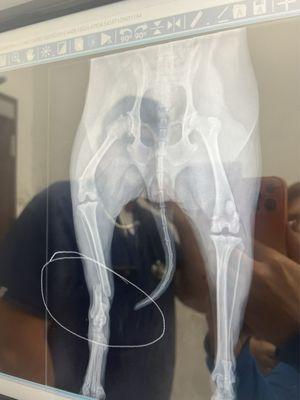 Dog,X-rays