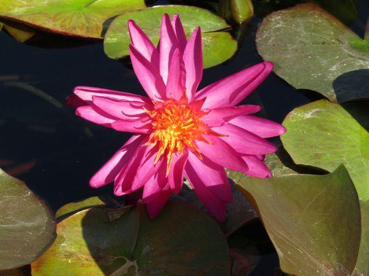 Water Lily