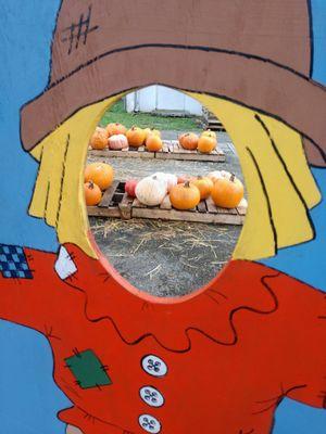 Halloween pumpkin patch