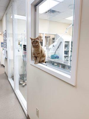 Colby Jack, one of our clinic cats, protecting the surgical suite.