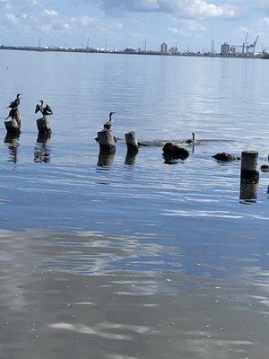 Birds drying their wings.