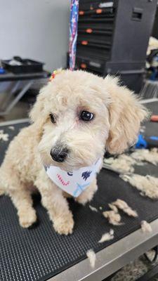 A Comfy Pet Grooming Salon