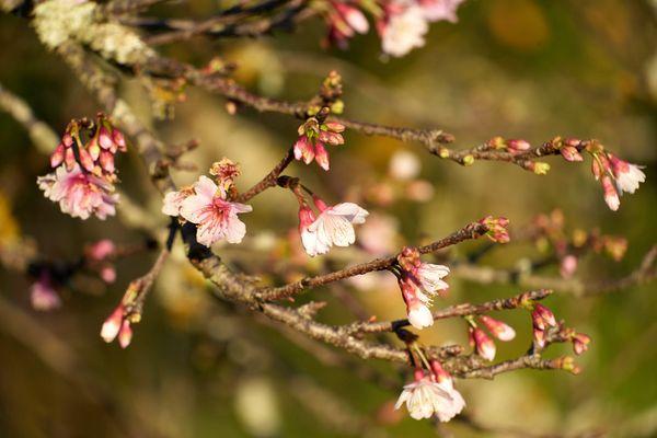 2022 Cherry Blossoms (Note:  this grove of trees is  500m further up California Ave.  Trees in the park are just starting to bloom 01/17)