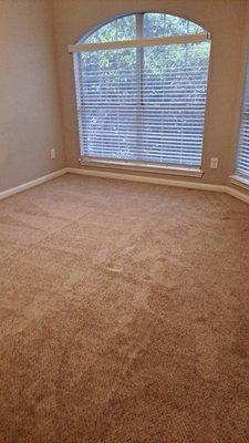 Vacuumed carpet