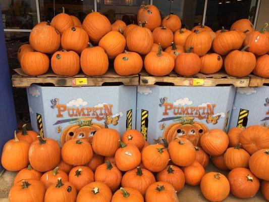 Pumpkins here are less expensive than at Sam's Club today!