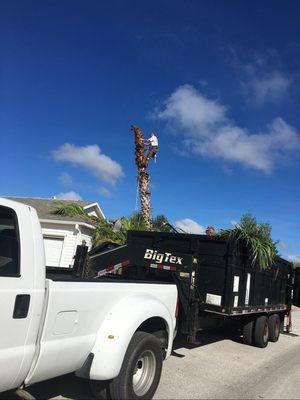 Palm tree removal