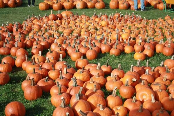 pumpkin patch