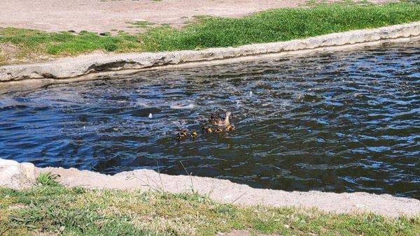 The smallest ducklings I've ever seen.