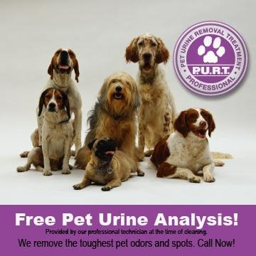 Our State of the art Pet Urine Removal Treatment removes urine spots. We use U.V. light detection to locate all spots!