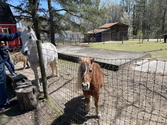 Horses at the parking lot