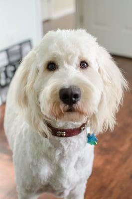 Sully,  our goldendoodle after his haircut!  He looks so good! Such a great place.