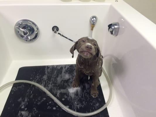 Puppy's 1st bath