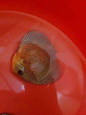 Discus