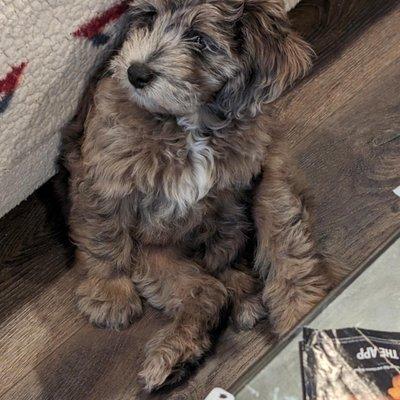 Aussiedoodle puppy