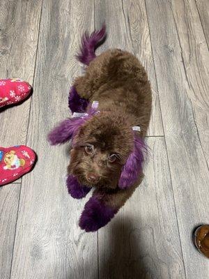 Brought her home with her new Hairdo! Purple in chocolate beautiful. Thank you Brandy