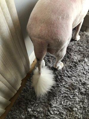 Whitey's Tail