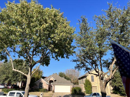 Front Yard Trees