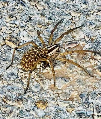 Spider with her babies on her back!