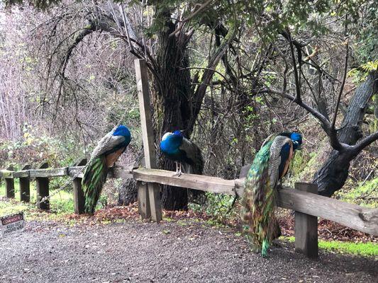 Peacocks at Pichetti